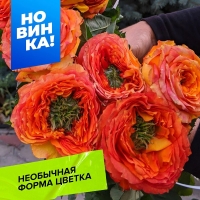 ���� ������� ������ �����