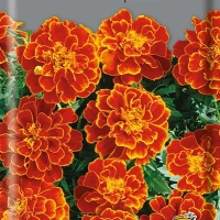 Бархатцы Хохлома Красные Бархатцы Хохлома Красные