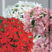 ������ ����