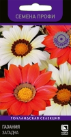 gazania_zagadka
