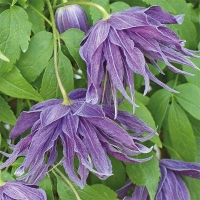 Виолет92 Виолет92