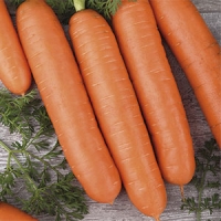 morkov_beibi_f1 morkov_beibi_f1