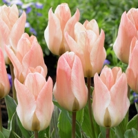 Tulipa-Little-Girl