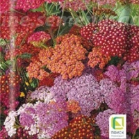 �������������������������������