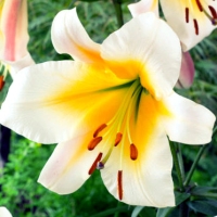 НоменклатураПрисоединенныеФайлы НоменклатураПрисоединенныеФайлы