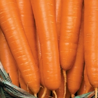 morkov-russkiy-delikates-