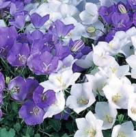 ����������� ���������� ���� 0,1��.