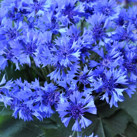 Василек Блю бол Василек Блю бол