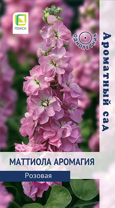 mattiola_aromagiya_rozovaya mattiola_aromagiya_rozovaya