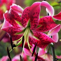 Lilium-Miss-Feya Lilium-Miss-Feya