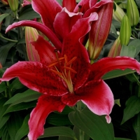 ����� ��� ����