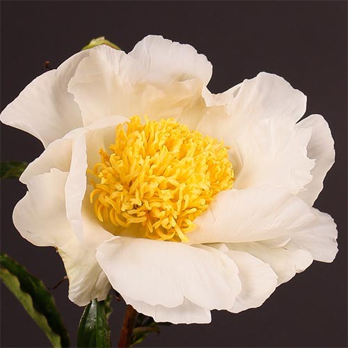 Paeonia lactiflora Moon of Nippon