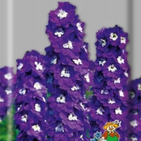 Дельфиниум Черный рыцарь культурный Дельфиниум Черный рыцарь культурный