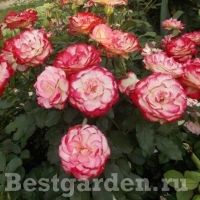 Роза Принц Монако Роза Принц Монако