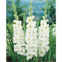 gladiolus-serena-w800-h800