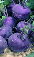 kapusta-kolrabi-violeta kapusta-kolrabi-violeta