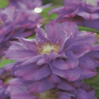 королева бона королева бона