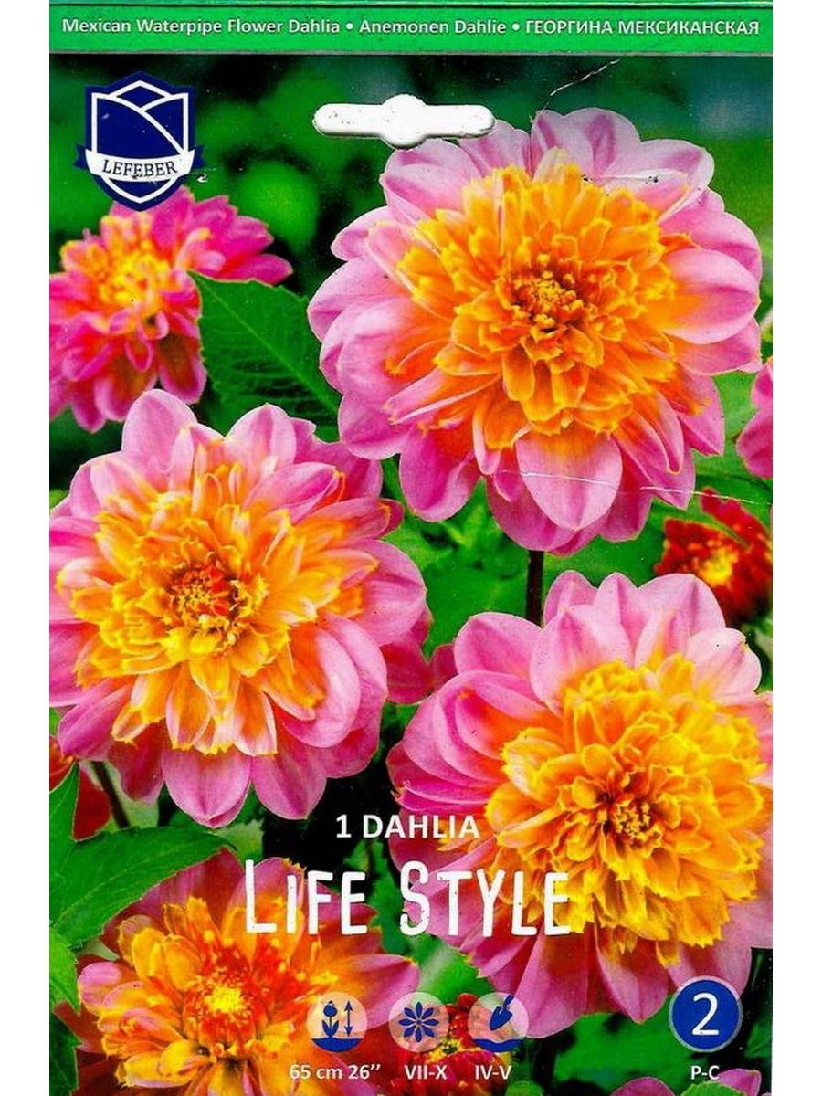 �������� ���� �����