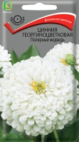 cinnia_georg_polyarny_medved