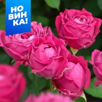 ��� ������