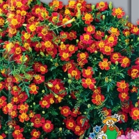 f4ed20a2-a730-11e2-a11b-001e8cc1c8cb_8dc9c9cd-534a-11e3-ade8-001e8cc1c8cb