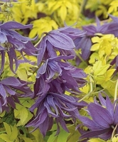 люминос даск люминос даск