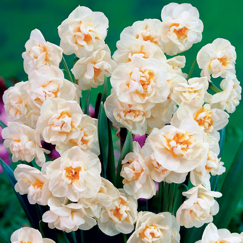 Narcissus-Bridal-Crown-visi07627