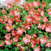 ������� (�������) ����� �����