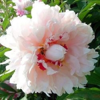 Fen pan cang zhu Жемчужное ожерелье Fen pan cang zhu Жемчужное ожерелье