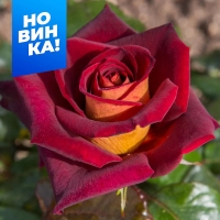 роза эдди митчел роза эдди митчел