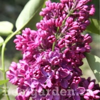 f1_fbd0247e-bd9d-45fc-9548-901af94d6c48