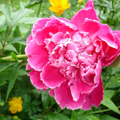 Hong yan fei shuang    2