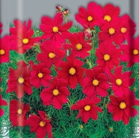 Космея Дварф Сенсейшн ред Космея Дварф Сенсейшн ред