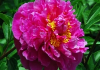 Hong feng  Красный Пик Hong feng  Красный Пик