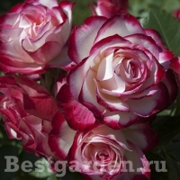 Jubilee Princesse de Monaco Jubilee Princesse de Monaco