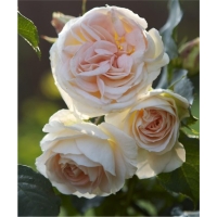 rose-empress-w800-h800