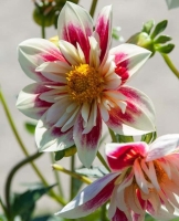 ����� ������05