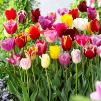 Tulips Triumph Mixed