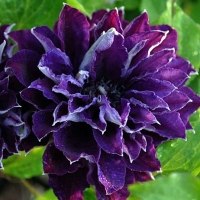 Shin-Shigyoku Shin-Shigyoku