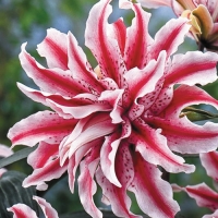 f1_b8a349c8-15dd-4748-9392-0bb8185797b5