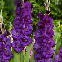 Gladiolus-largeflowering-Purple-Flora