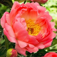 Coral-Sunset Coral-Sunset