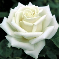 НоменклатураПрисоединенныеФайлы НоменклатураПрисоединенныеФайлы