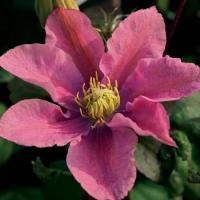 f1_1440b67e-8144-4ddb-a240-6a807a01de1b f1_1440b67e-8144-4ddb-a240-6a807a01de1b