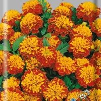 �������� ����������� �������� ����� ��������