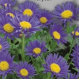 альп голубая альп голубая