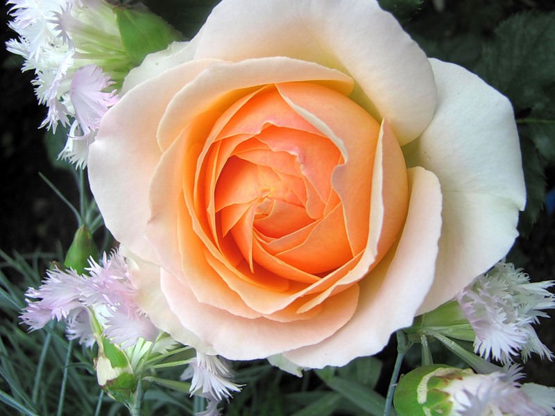 f1_2ab860be-3f57-4e1a-9845-b04652e1560d