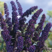 Buddleja-davidii-Black-Knight