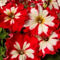 ��� ��� �������� 