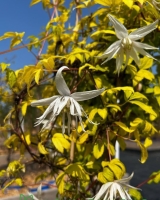 ������� ����